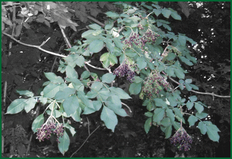 herbs - black elder