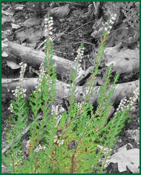 herbs - common heather