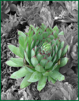 herbs - common houseleek