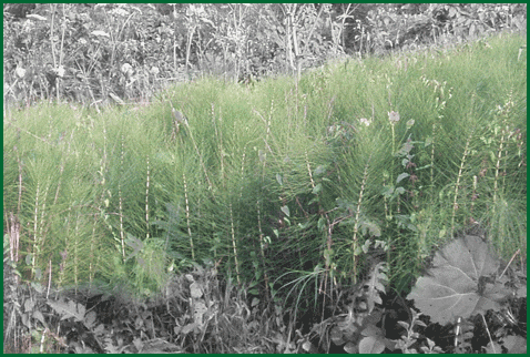 herbs - horsetail