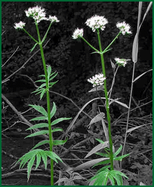 herbs - valerian
