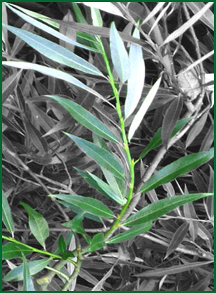 herbs - white willow